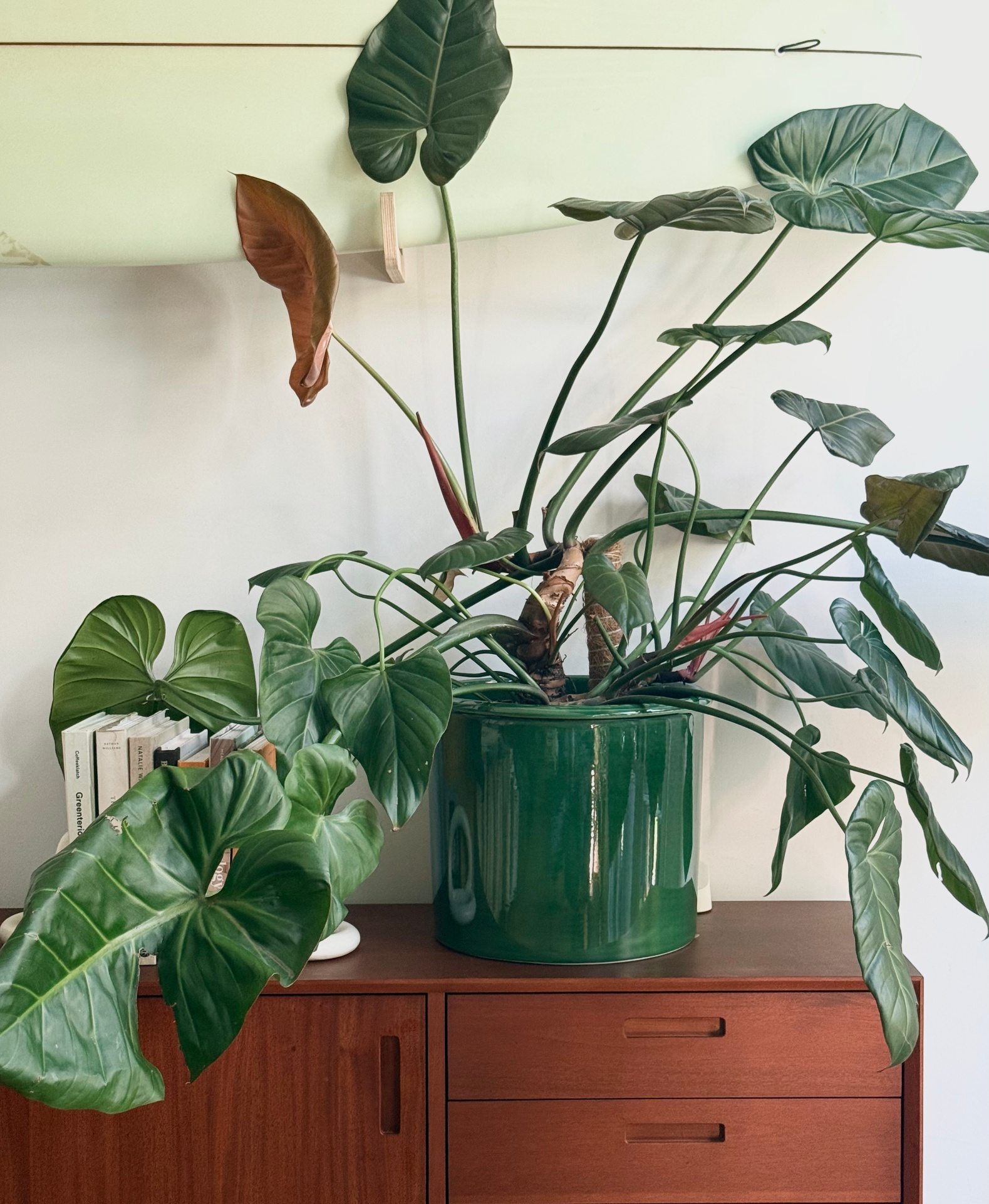 Philodendron on teak sideboard