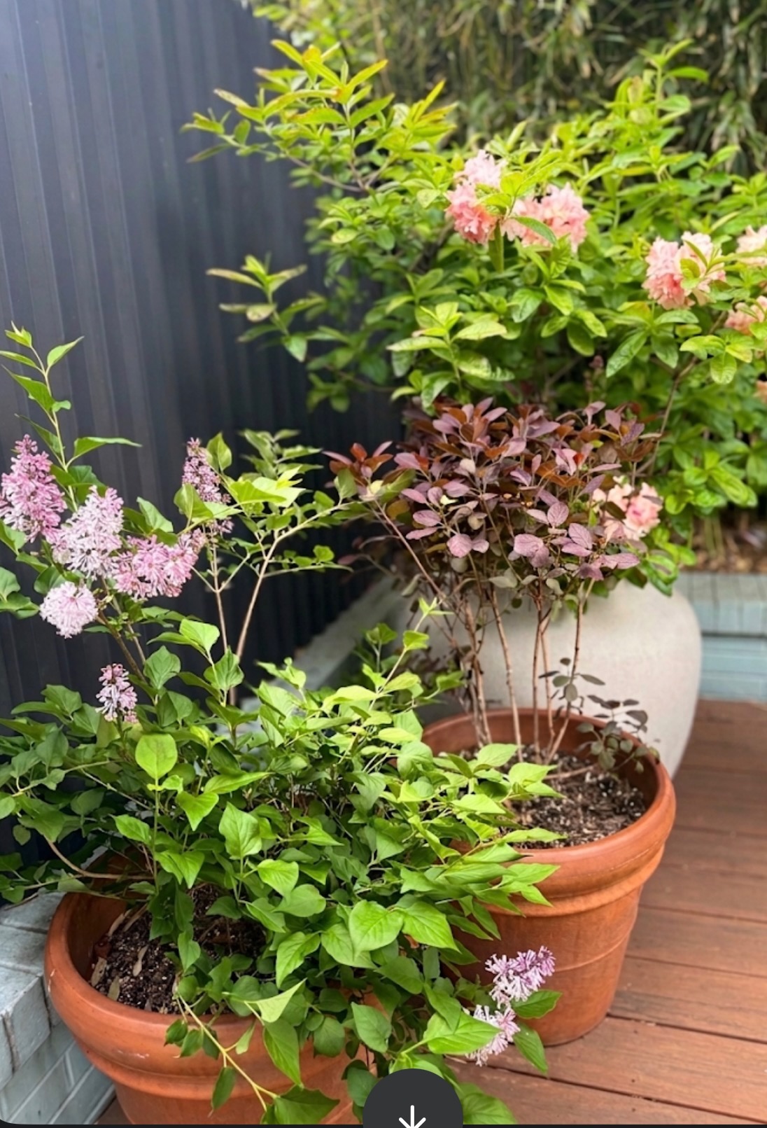 Garden flowers