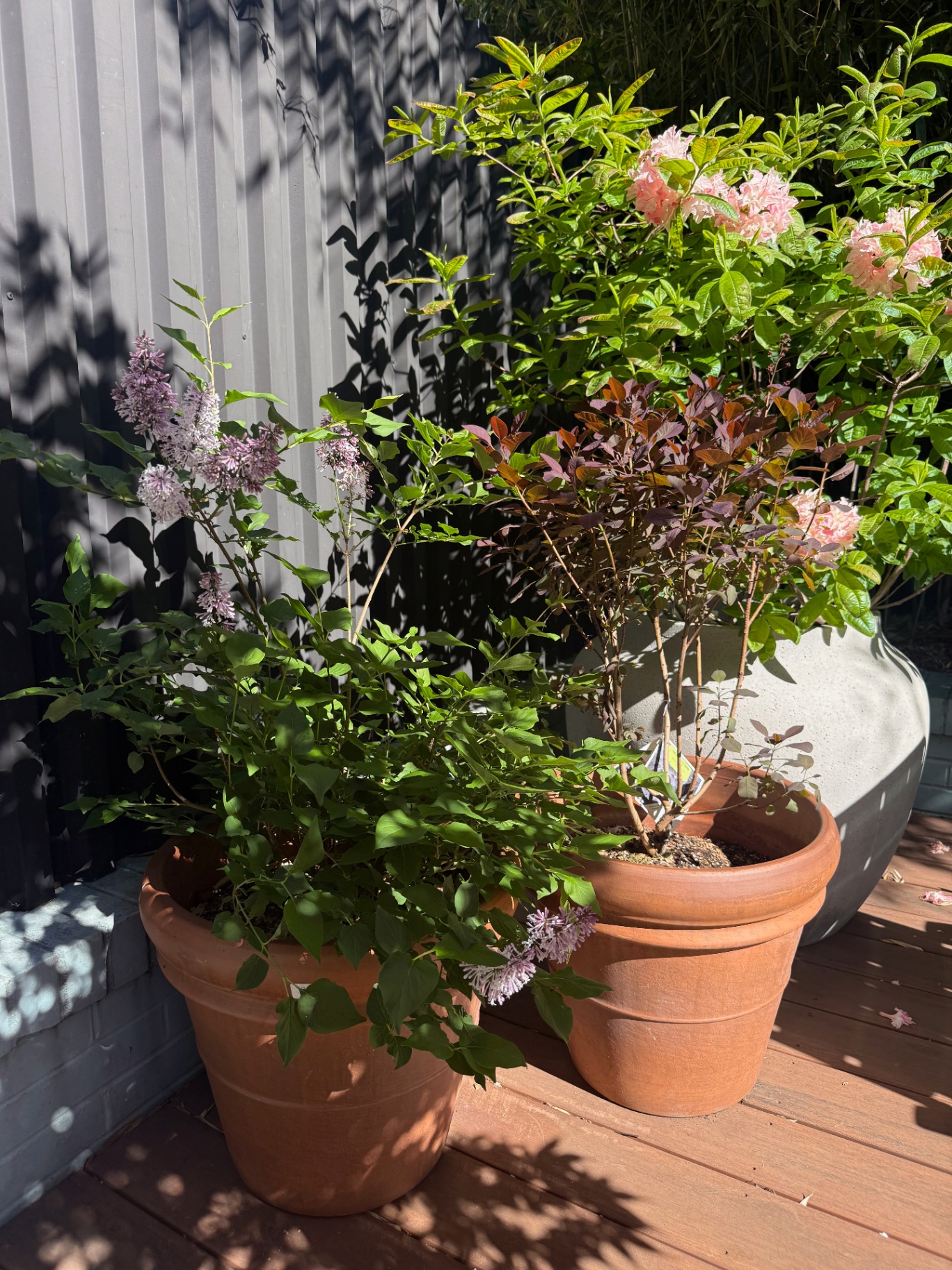 Hydrangea bloom