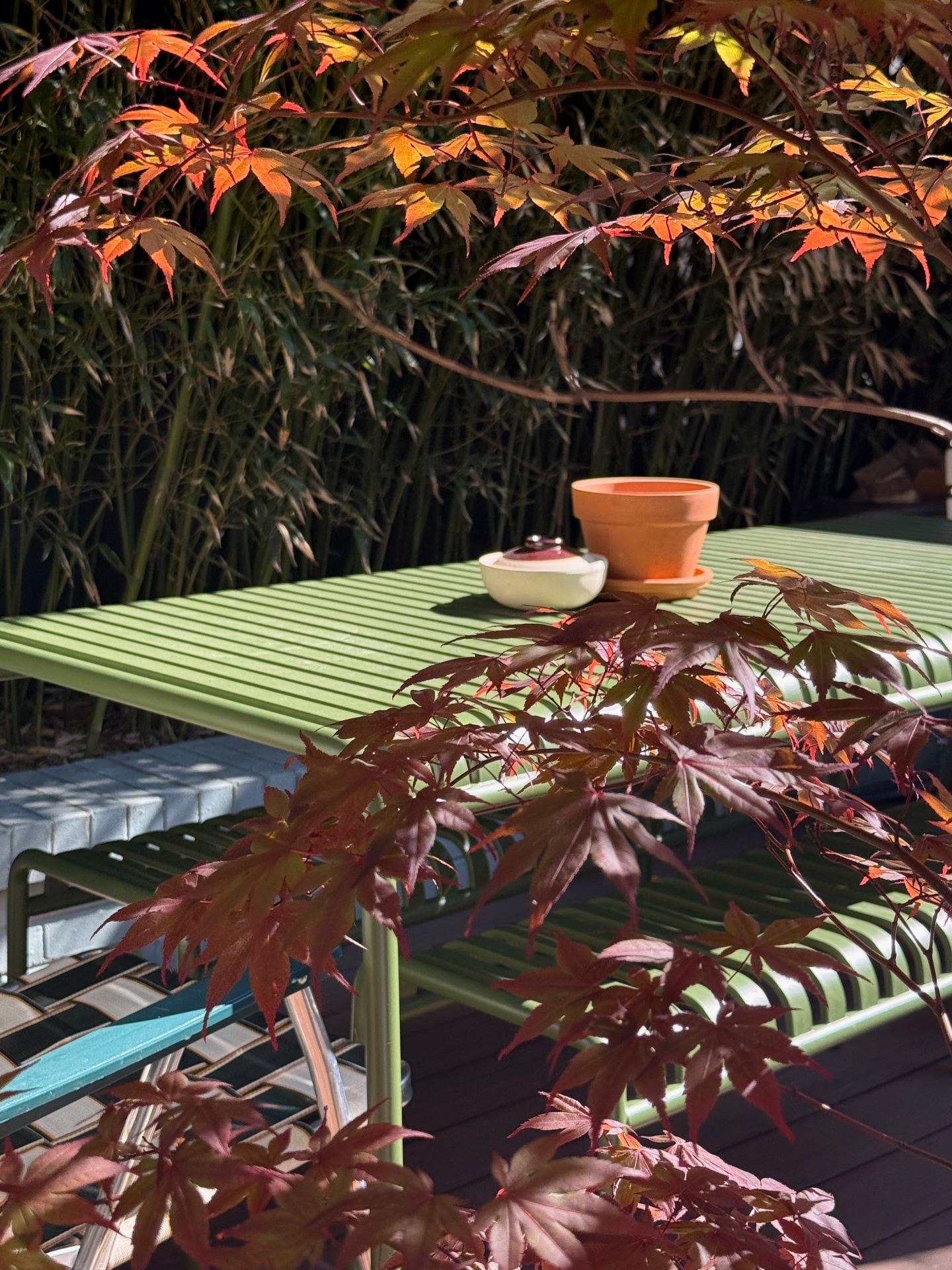 Japanese maple