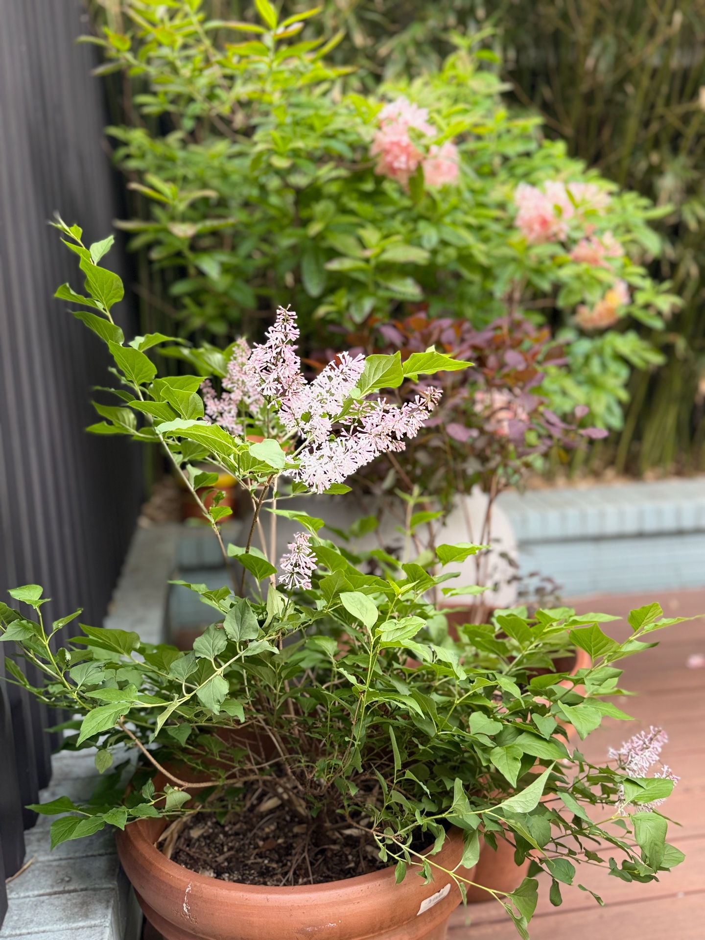 Garden plants