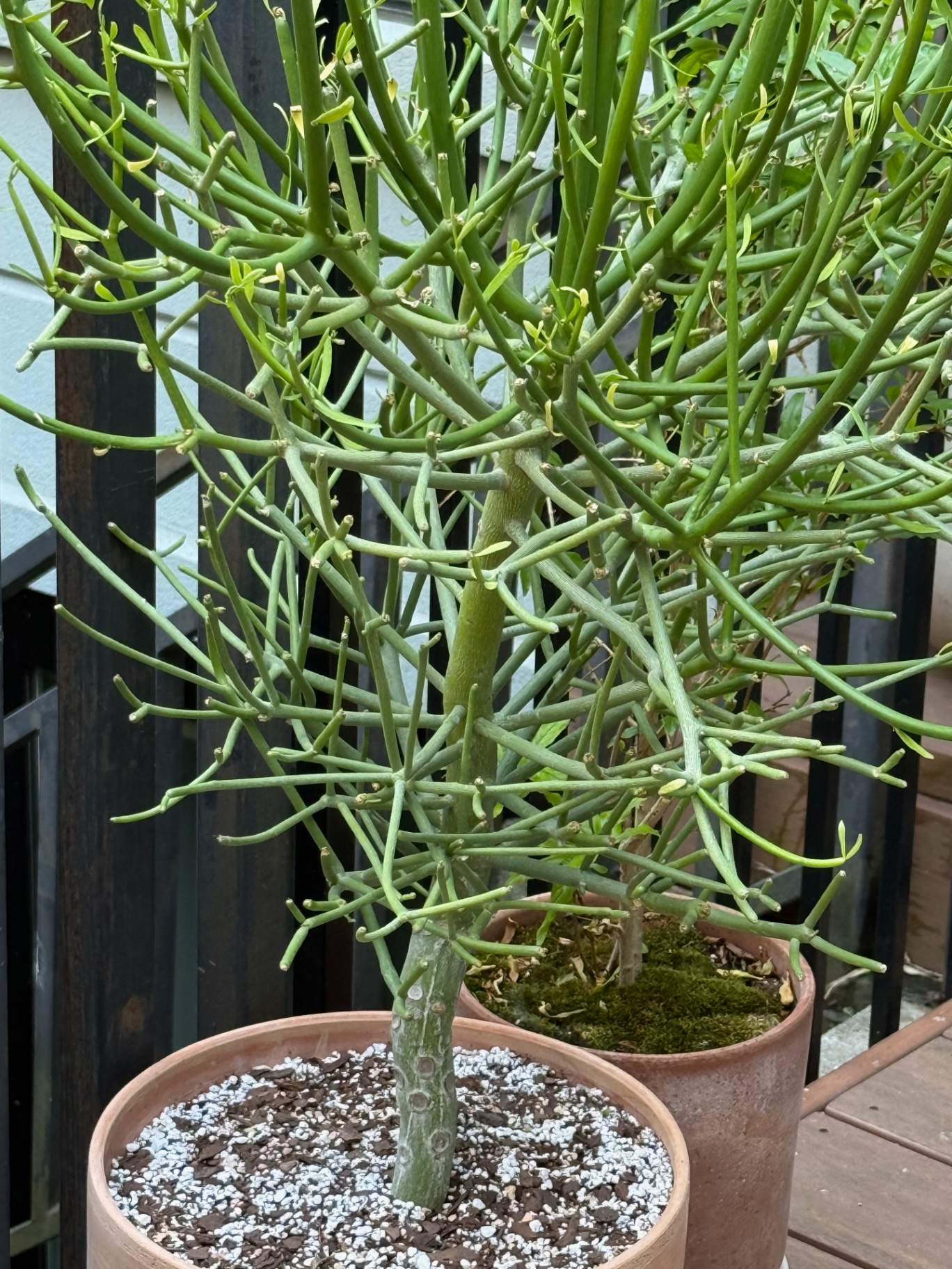 Pencil cactus on terrace