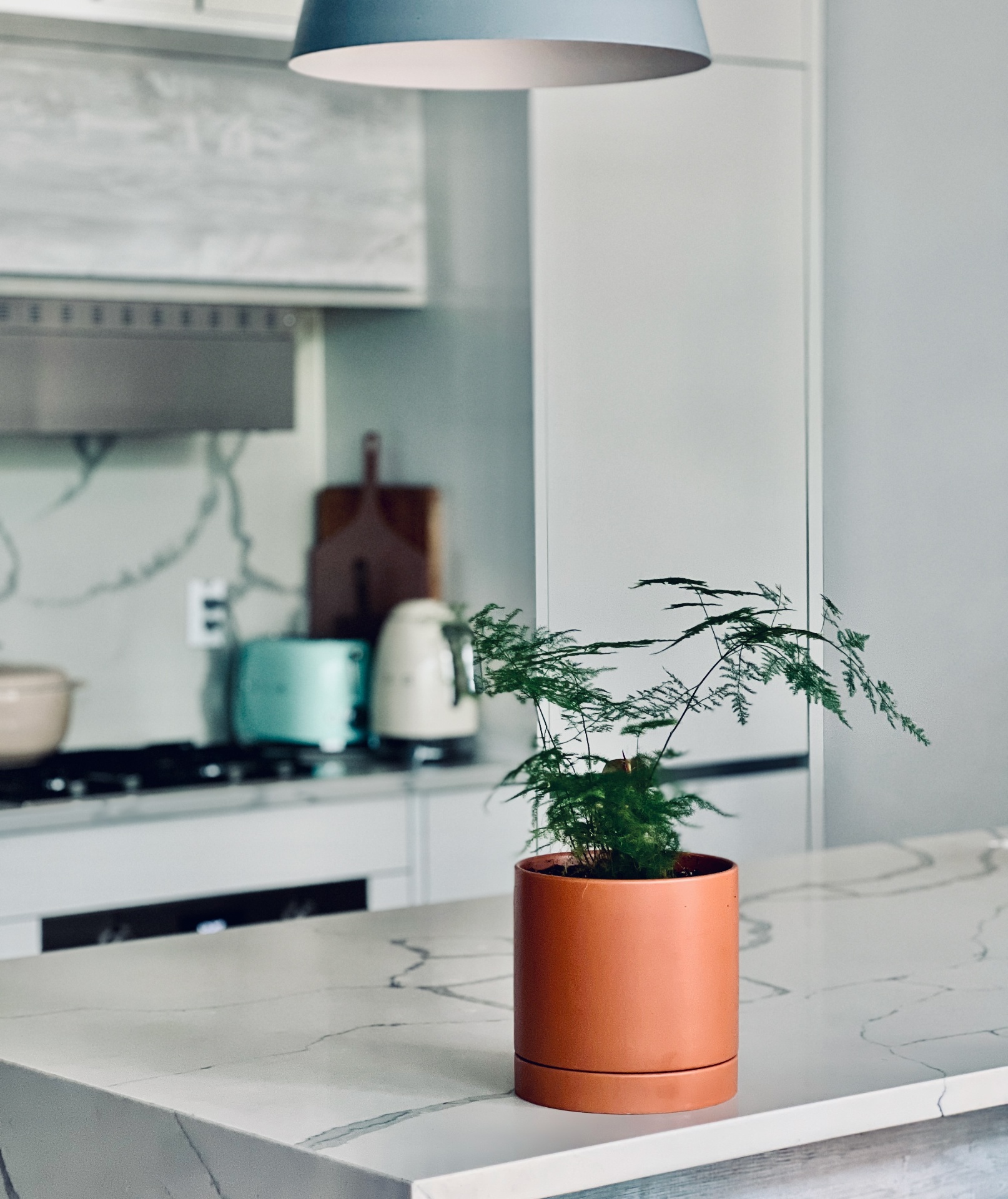 Kitchen fern on marble